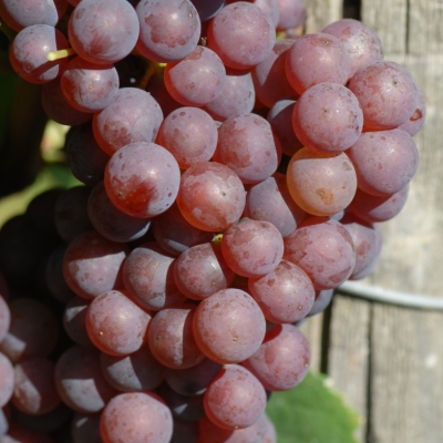 Chardonnay rosee Gm 1 c